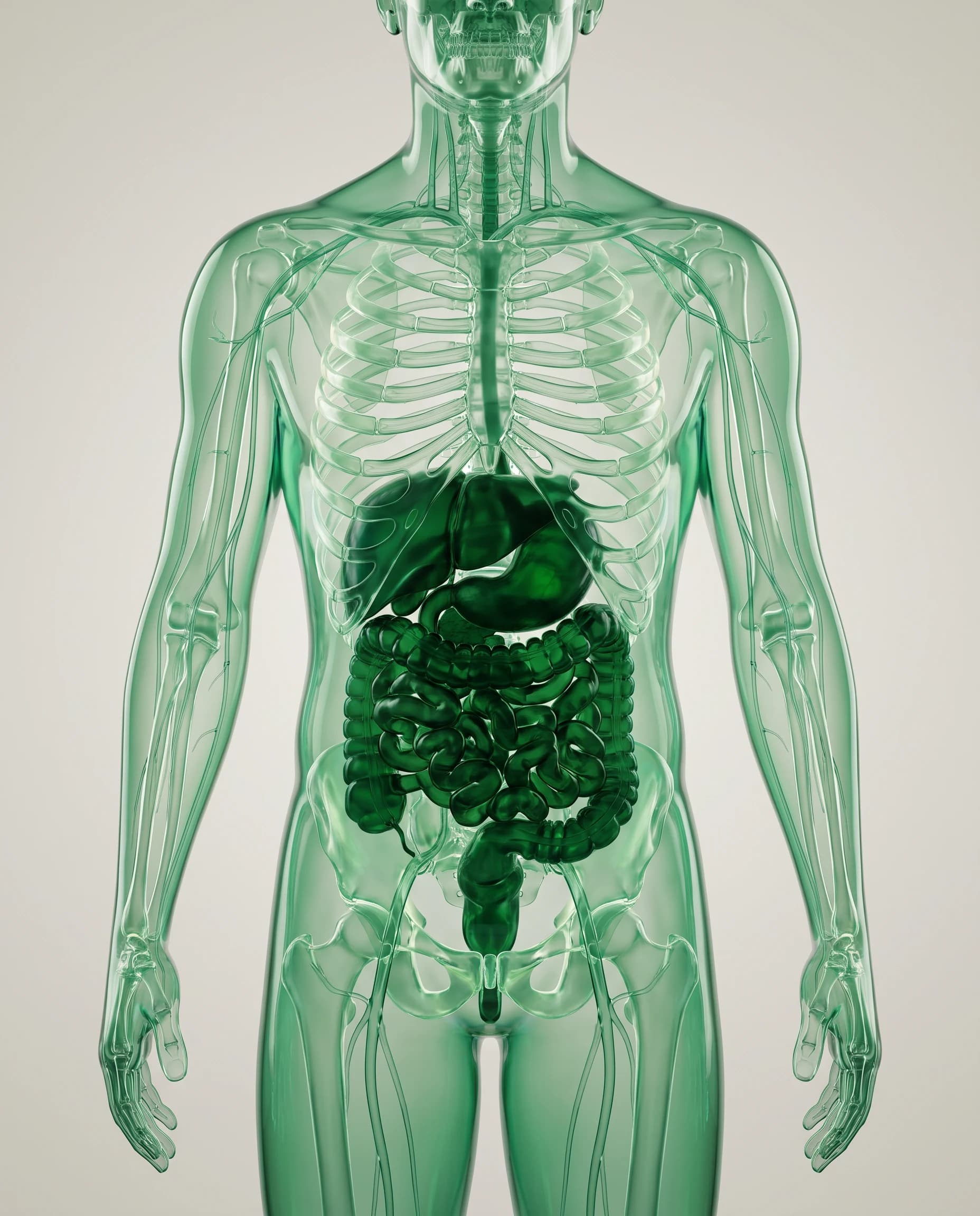 Translucent anatomical figure revealing the gut microbiome